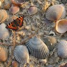 Schmetterling am Strand