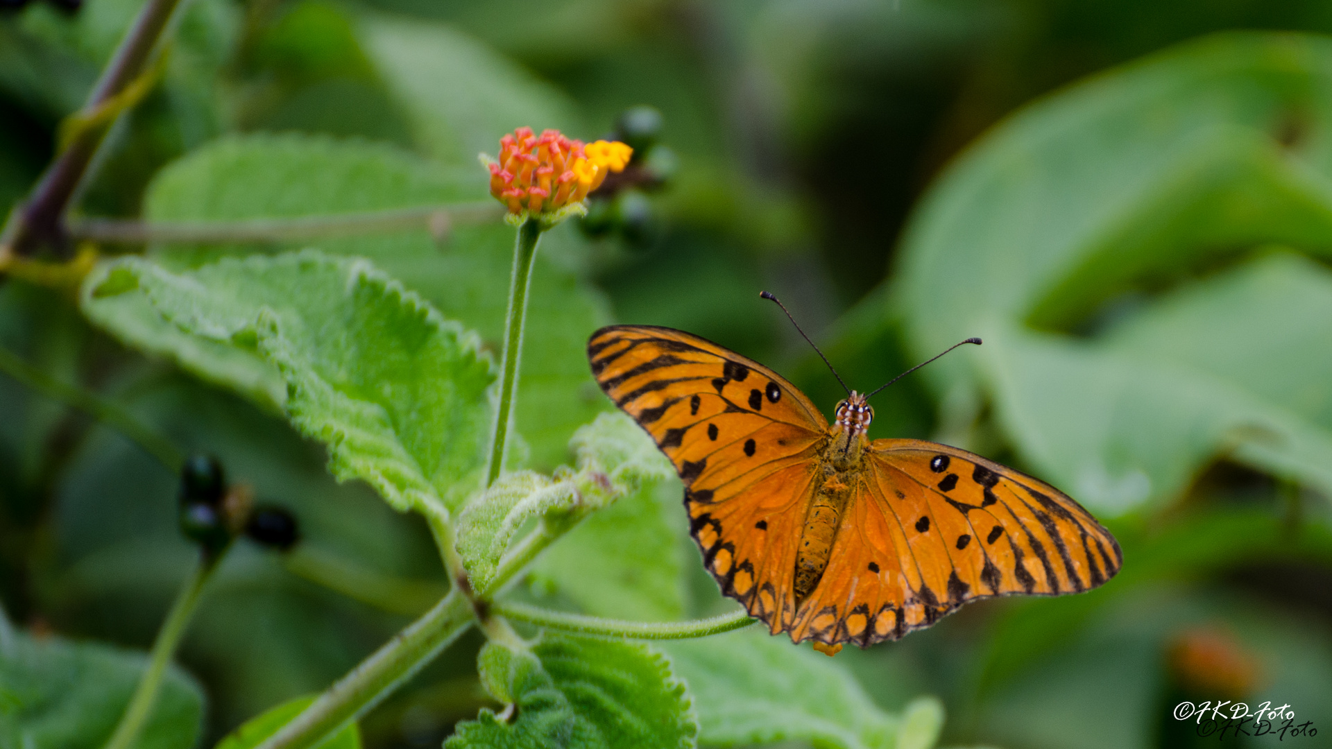 Schmetterling am Strand von Brasilien - Vanillefalter ( Agraulis vanillae)