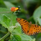 Schmetterling am Strand von Brasilien - Vanillefalter ( Agraulis vanillae)