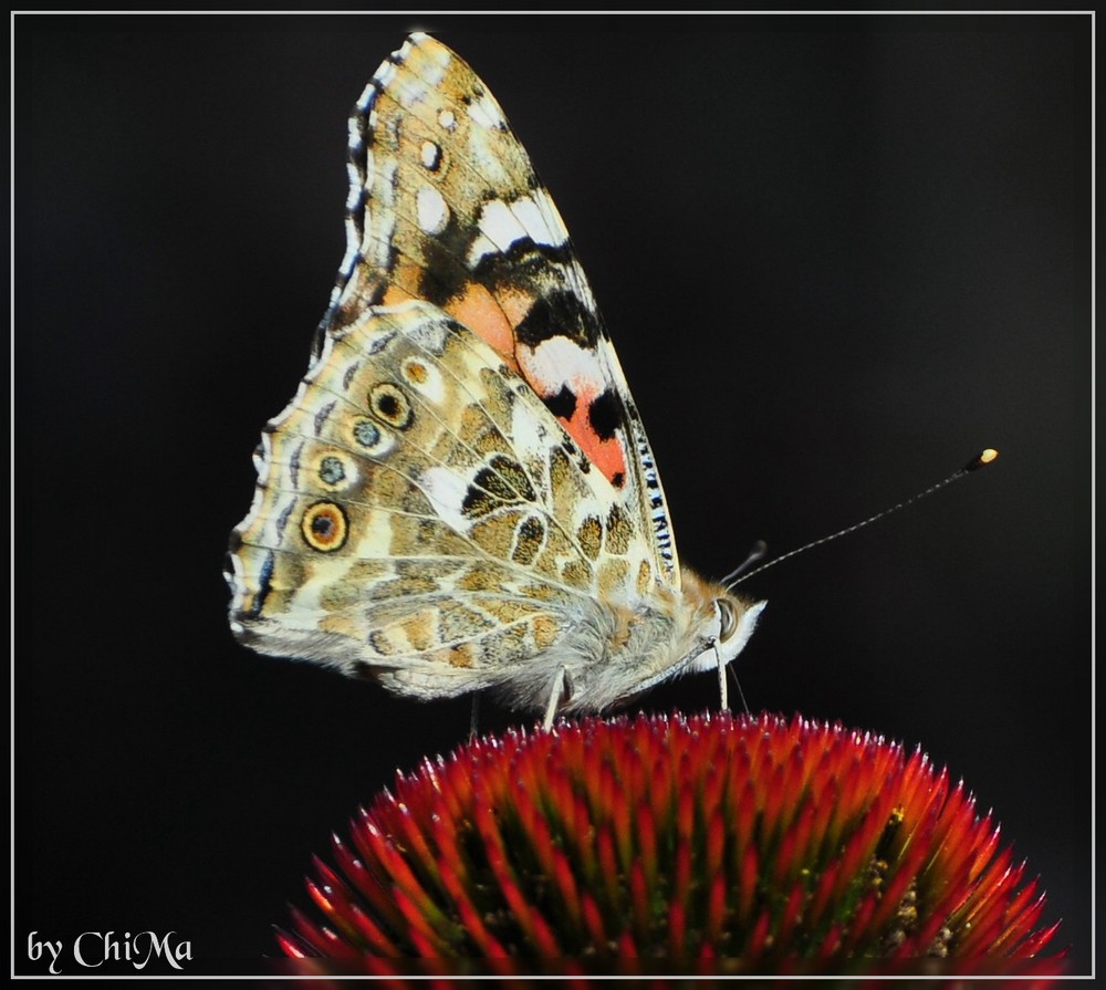 Schmetterling am Teich