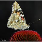 Schmetterling am Teich