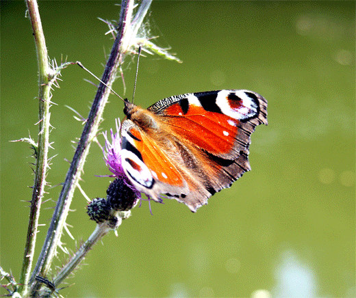 Schmetterling am Teich