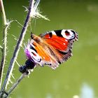 Schmetterling am Teich