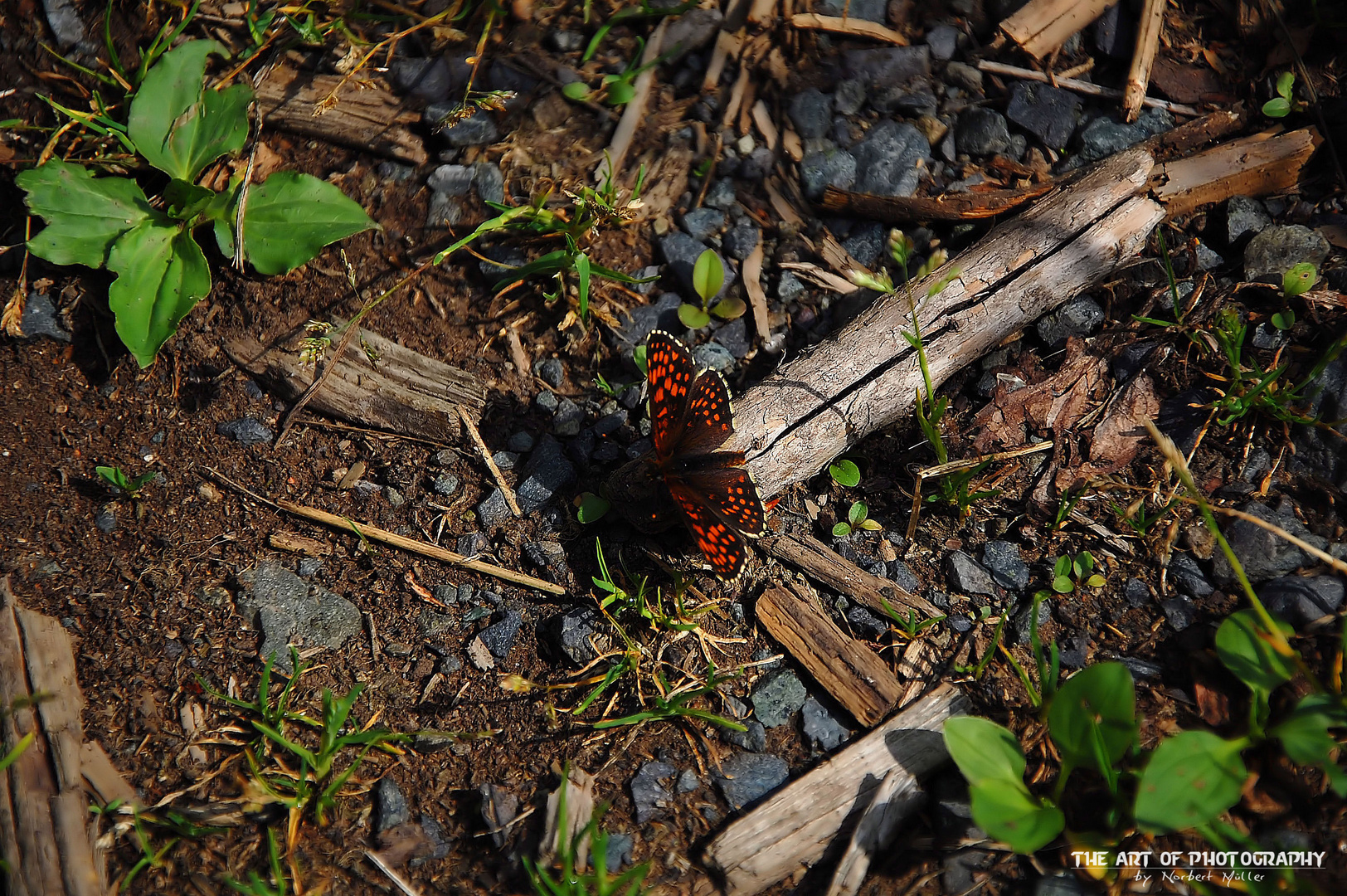 Schmetterling am Waldboden