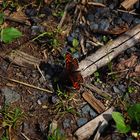 Schmetterling am Waldboden