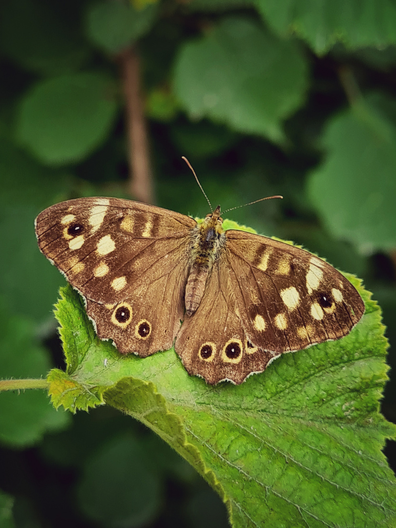 Schmetterling am Waldrand