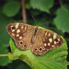 Schmetterling am Waldrand