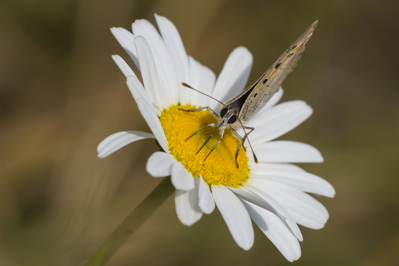 Schmetterling am Waldrand