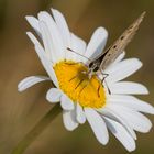 Schmetterling am Waldrand