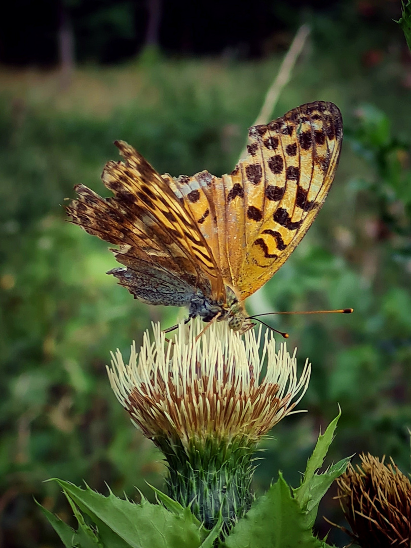 Schmetterling am Waldrand 