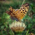 Schmetterling am Waldrand 