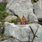 Schmetterling am Wallberg