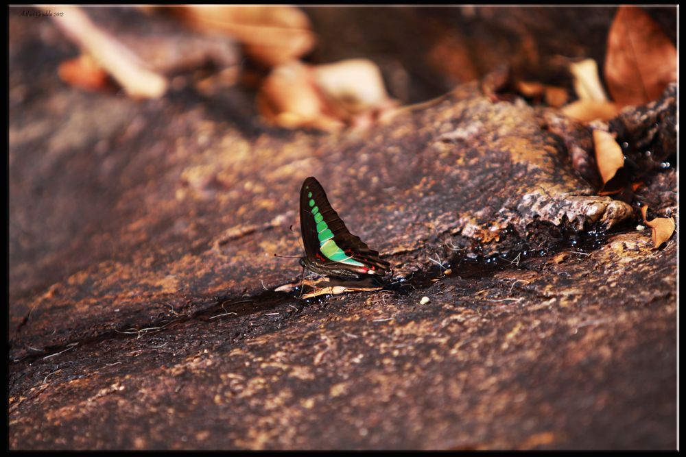 Schmetterling am Wasserfall