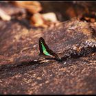 Schmetterling am Wasserfall