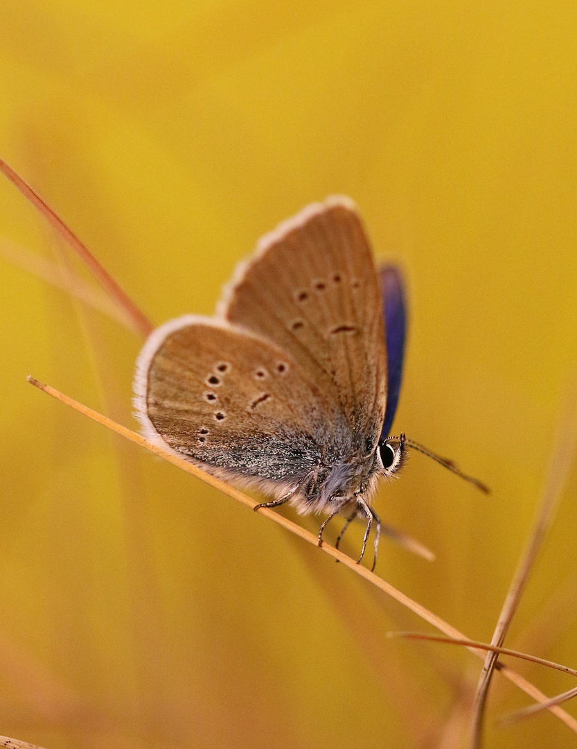 Schmetterling Am Wegesrand