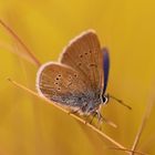 Schmetterling Am Wegesrand