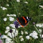 Schmetterling am Wegesrand