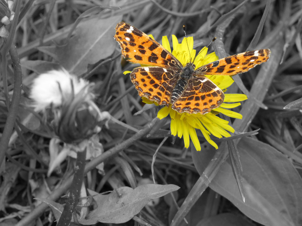 Schmetterling am Wegesrand