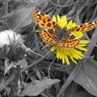 Schmetterling am Wegesrand