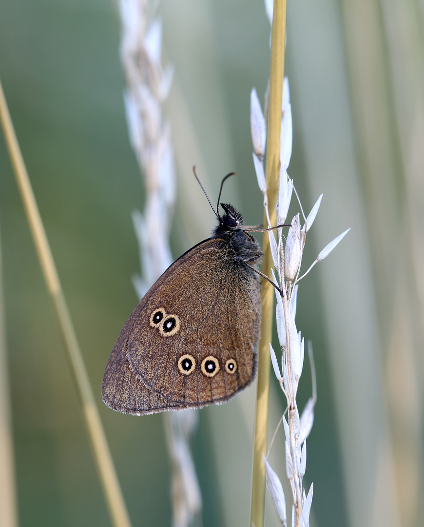 Schmetterling Am Wegesrand