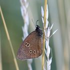 Schmetterling Am Wegesrand