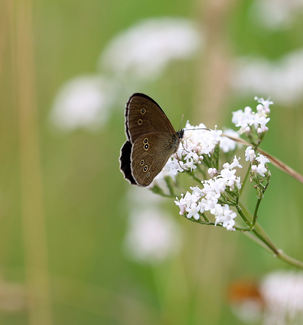 Schmetterling Am Wegesrand