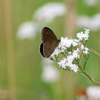 Schmetterling Am Wegesrand