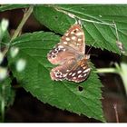 Schmetterling am Wegesrand