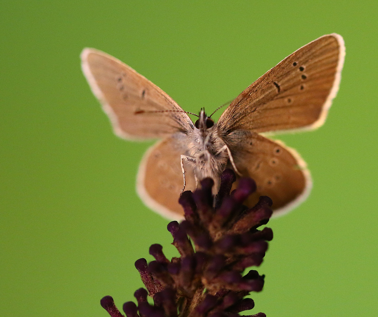 Schmetterling Am Wegesrand