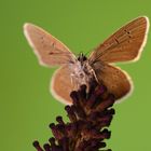 Schmetterling Am Wegesrand