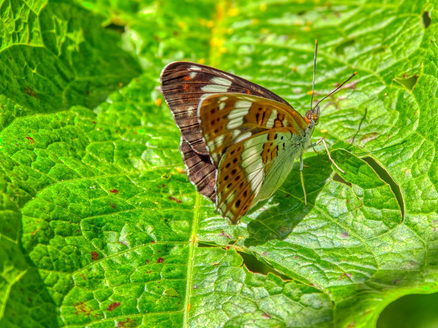 schmetterling am wegesrand