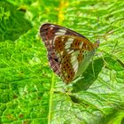 schmetterling am wegesrand