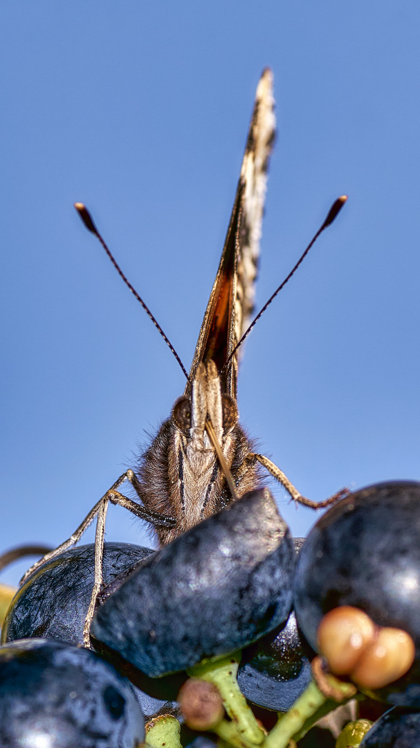 Schmetterling am Wein