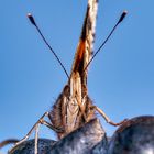 Schmetterling am Wein