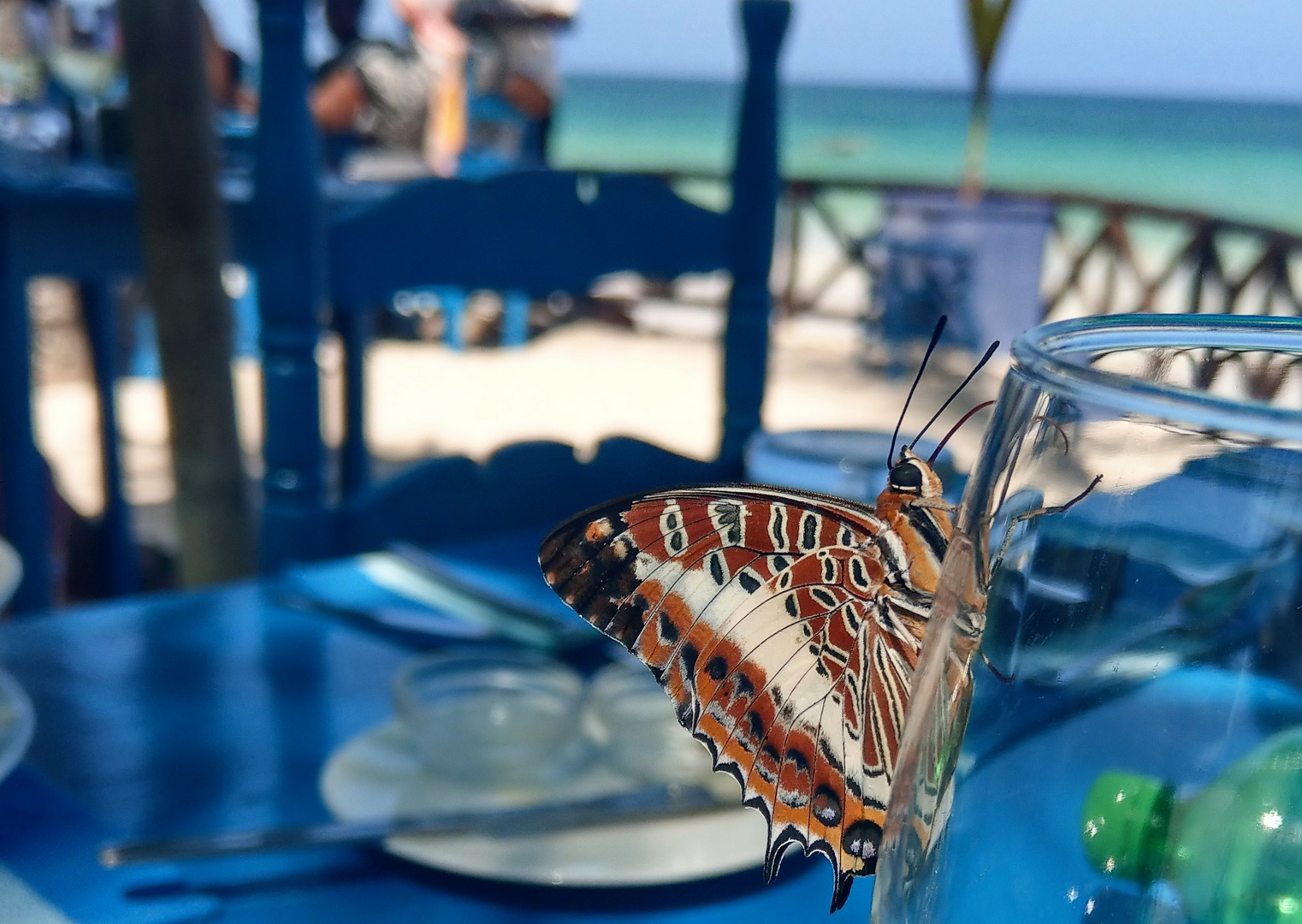 Schmetterling am Weinglas 