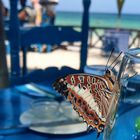 Schmetterling am Weinglas 