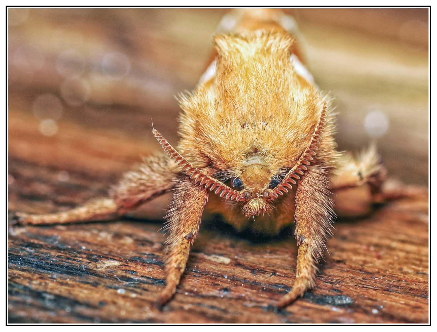 Schmetterling: Ampfer- Wurzelbohrer 