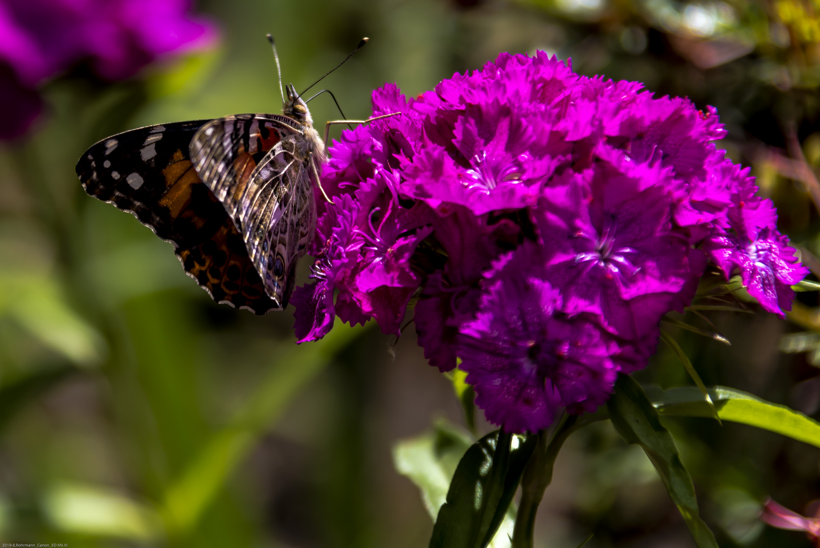 Schmetterling an Bartnelken (I)