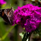 Schmetterling an Bartnelken (I)