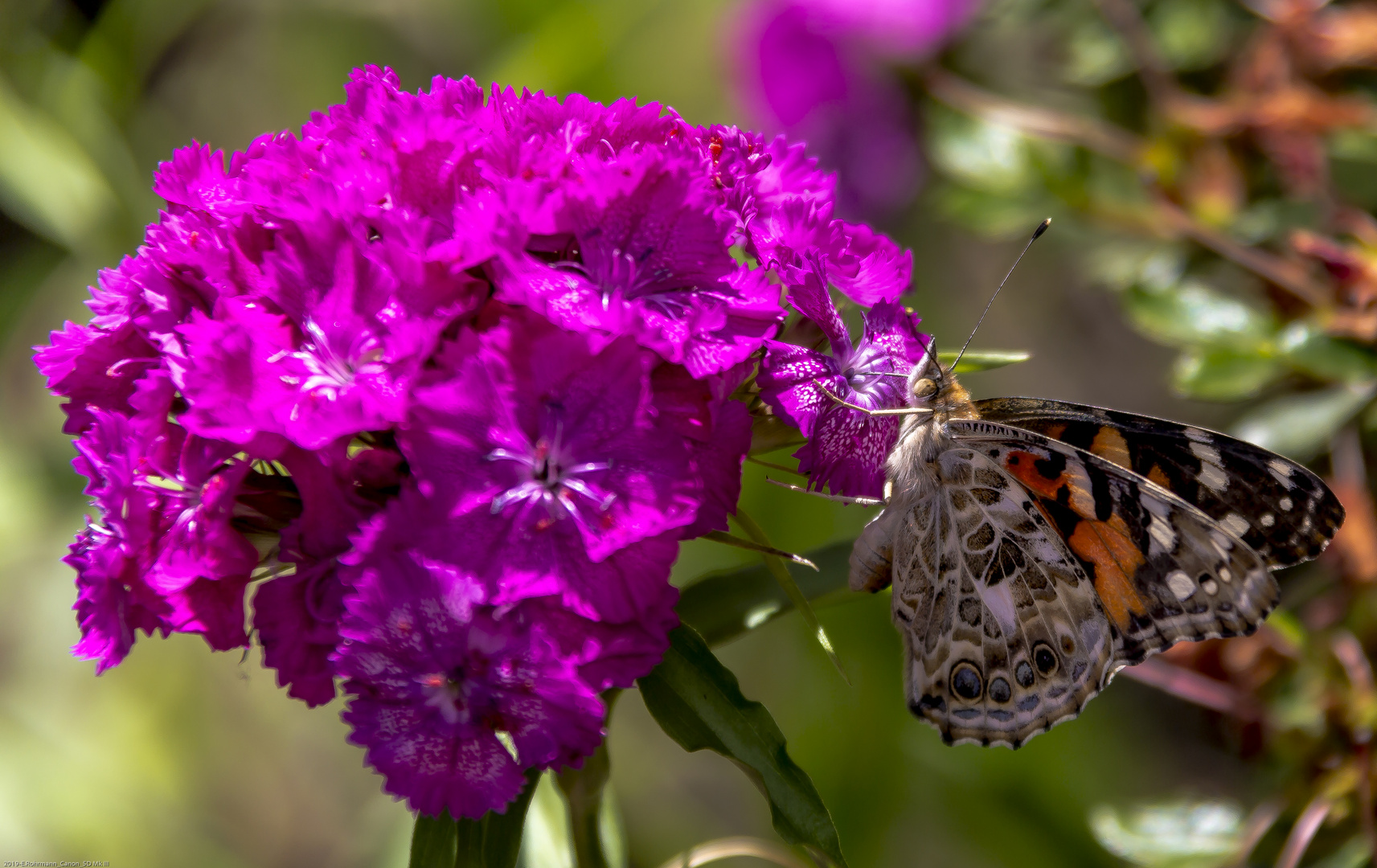 Schmetterling an Bartnelken (II)