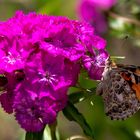 Schmetterling an Bartnelken (II)