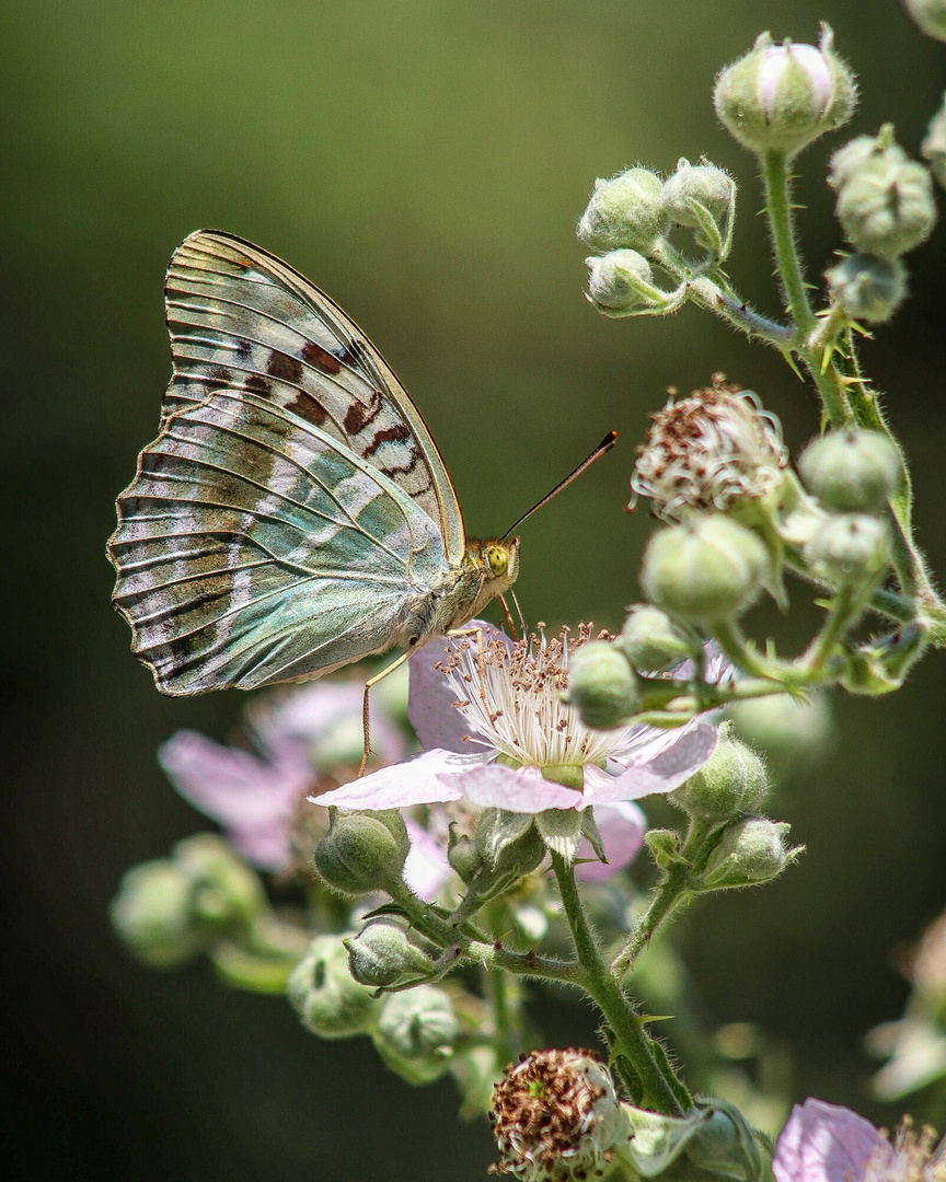 Schmetterling an Blüte