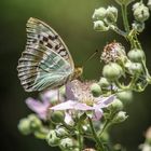 Schmetterling an Blüte