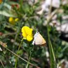 Schmetterling an Blüte