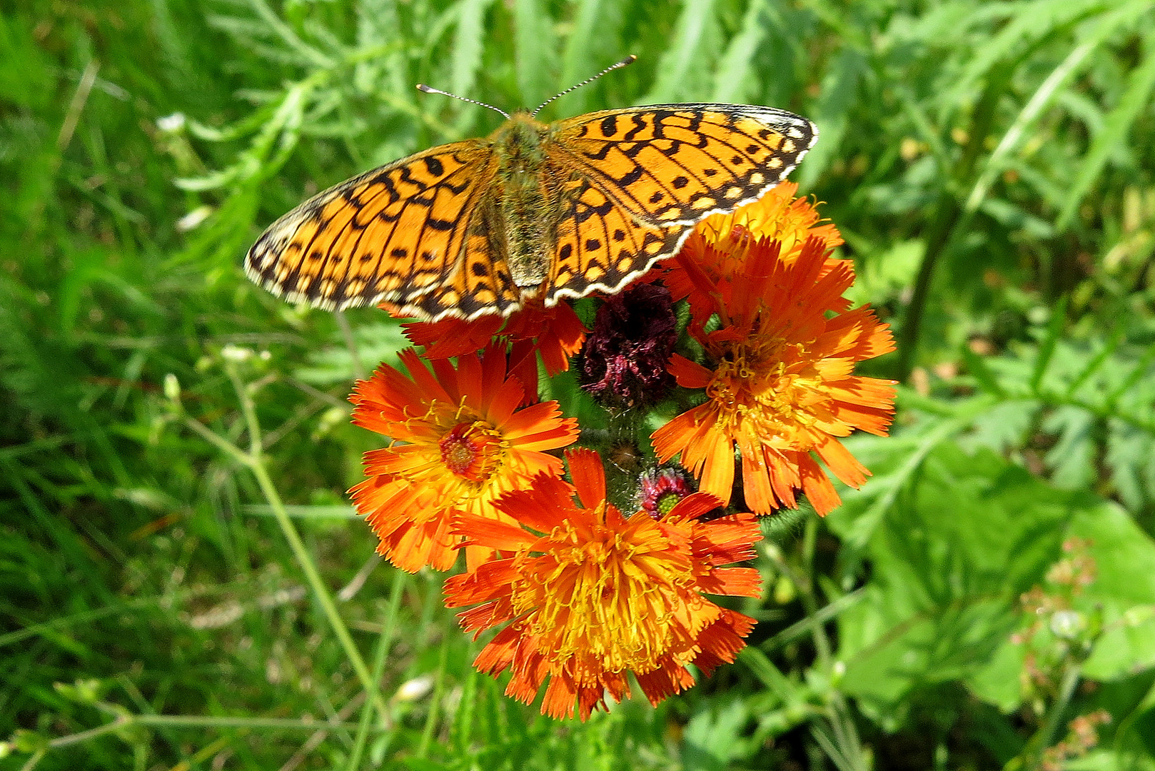 Schmetterling an Blüten Habichtskraut 2