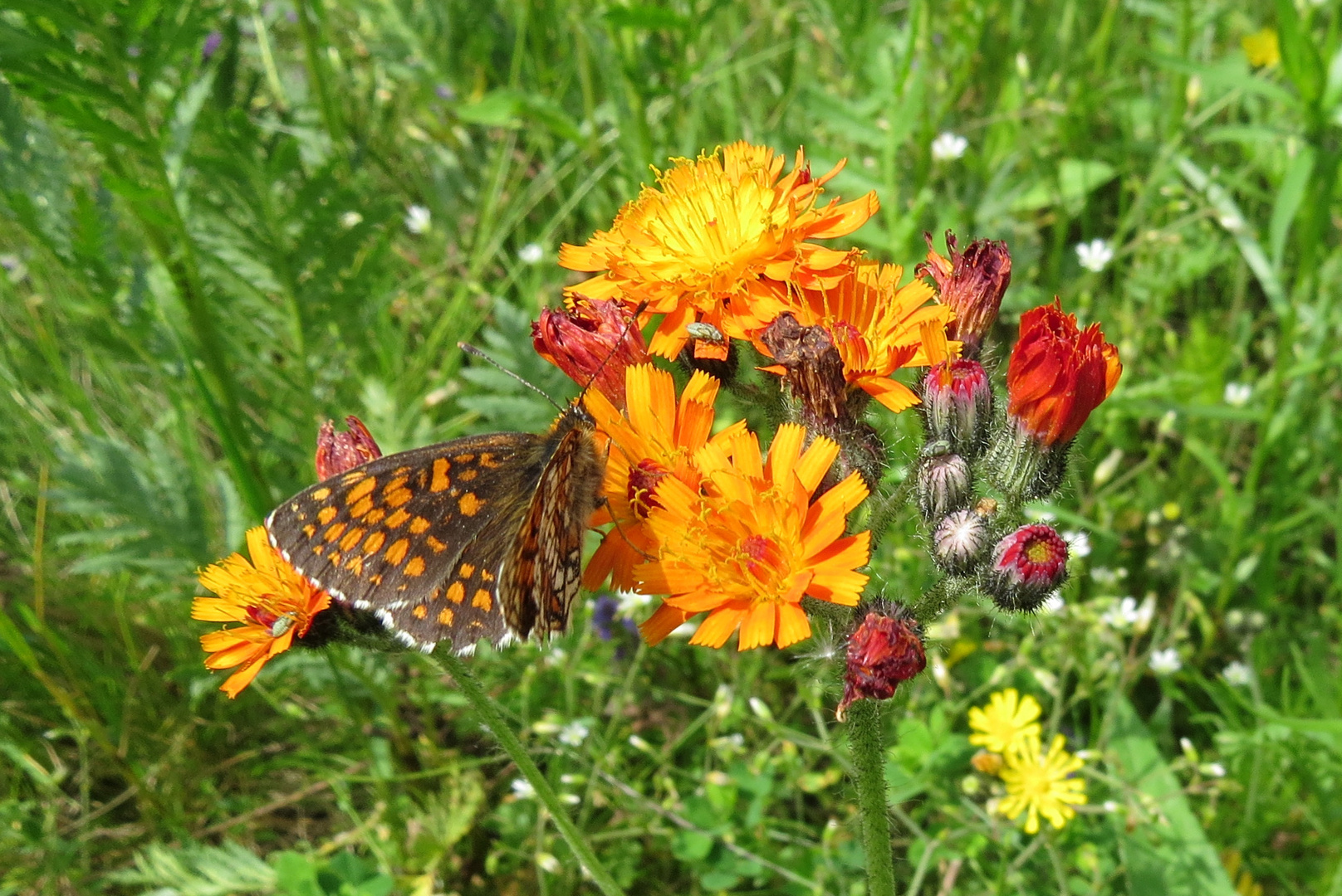 Schmetterling an Blüten Habichtskraut