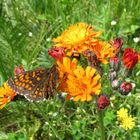 Schmetterling an Blüten Habichtskraut