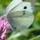 schmetterling an blume