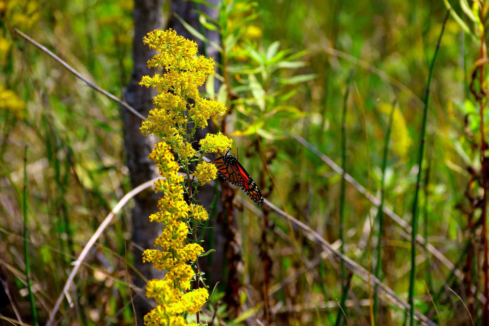 Schmetterling an der Blüte