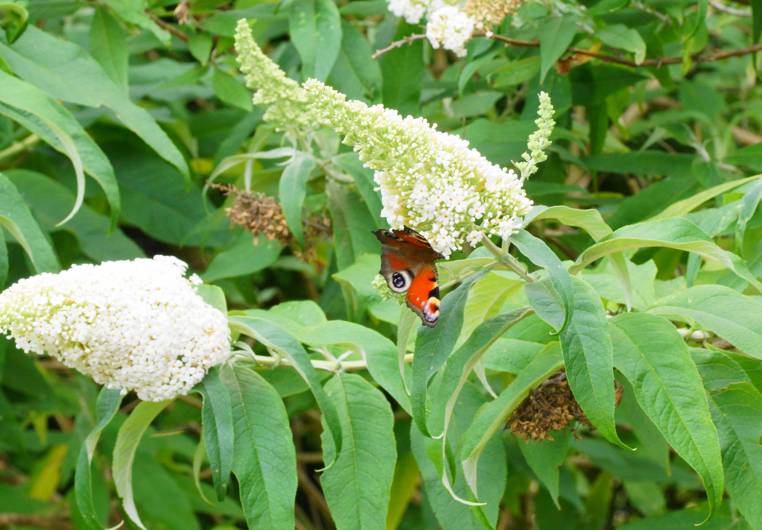 Schmetterling an der Blüte